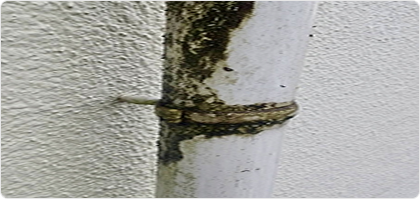 外壁や基礎の汚れが増えた